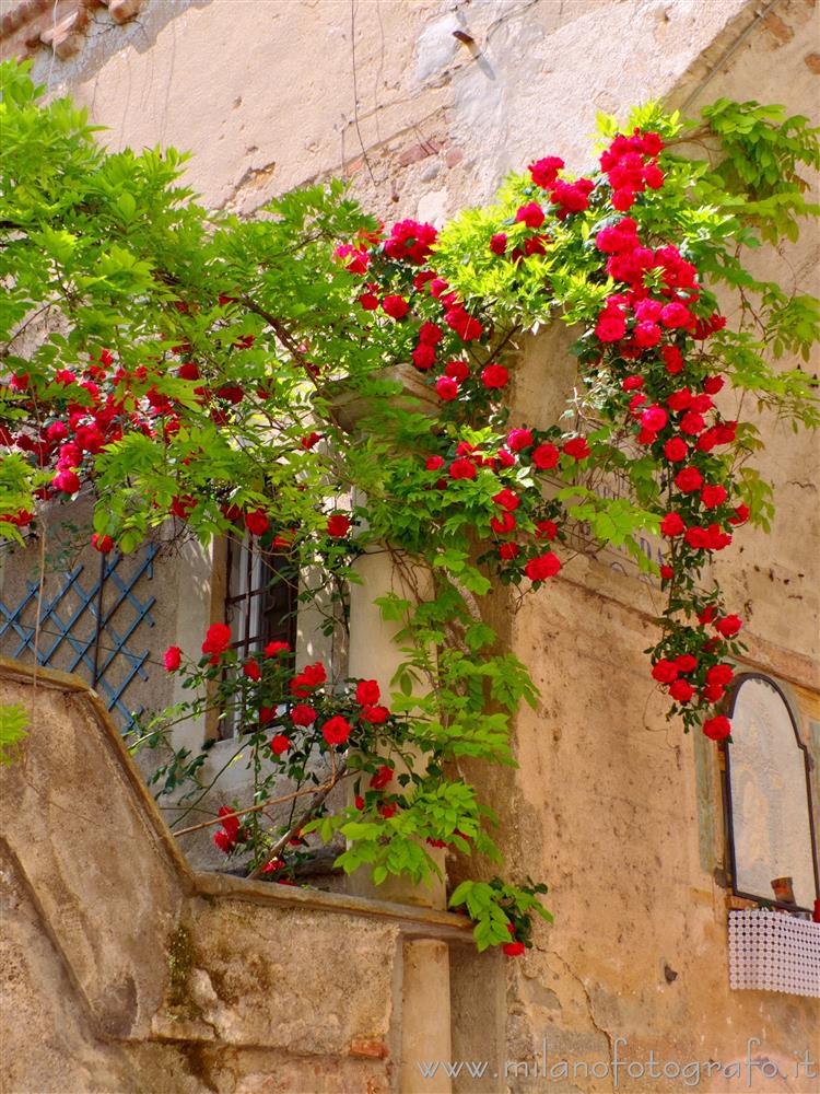 Castiglione Olona (Varese, Italy) - Roses on the facade of a house of the historic center of Castiglione Olona